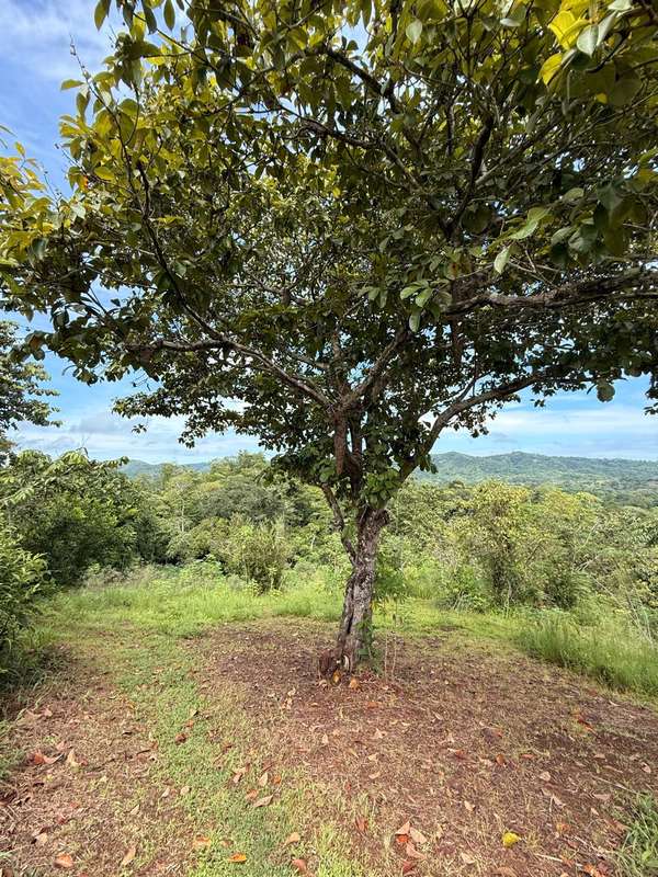 Colón, Buena Vista, El Giral 