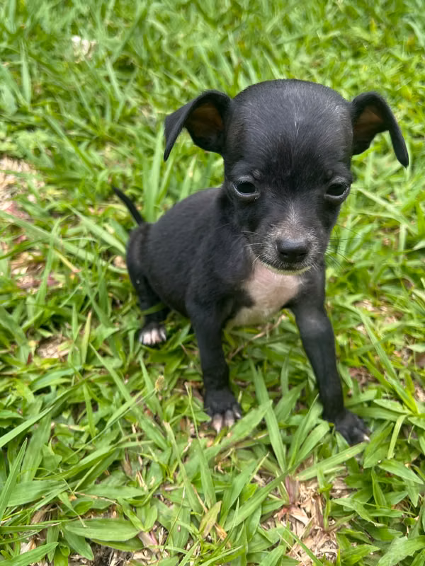 Chihuahua