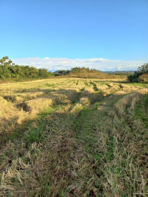 Se VendeTerreno de 44 Hectáreas Planas en Veraguas - Las Rosanitas/Land for Sale: 44 Hectares of Flat Land in Veraguas -