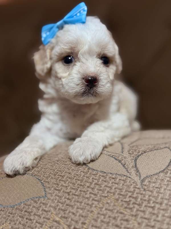 Beautiful female maltipoo mini toy with your card
