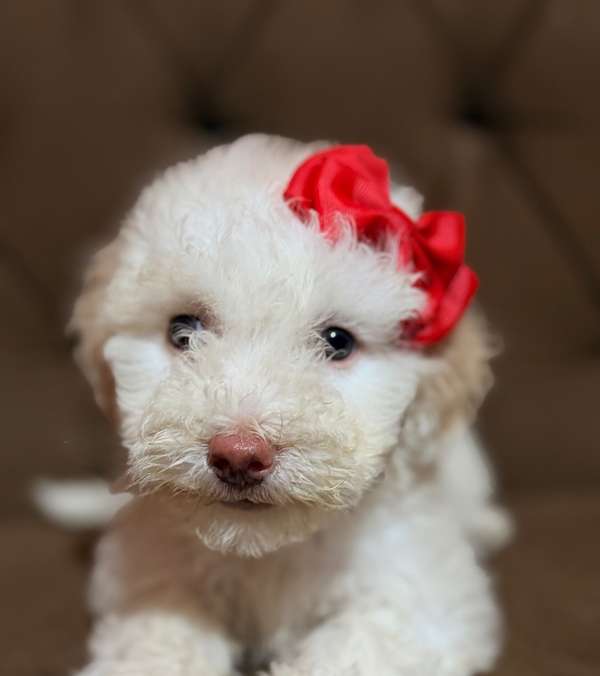 Beautiful female french poodle mini toy with your card