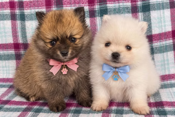 Female and male Pomeranian