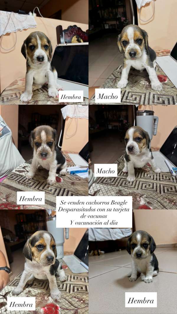 Beagles