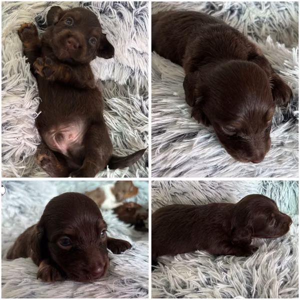 Dachshund sausages long hair and short hair