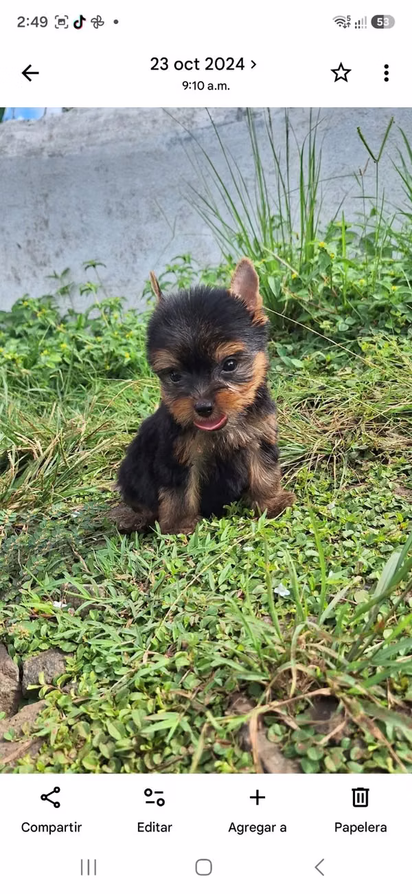 Yorki Yorkshire terrier mini female