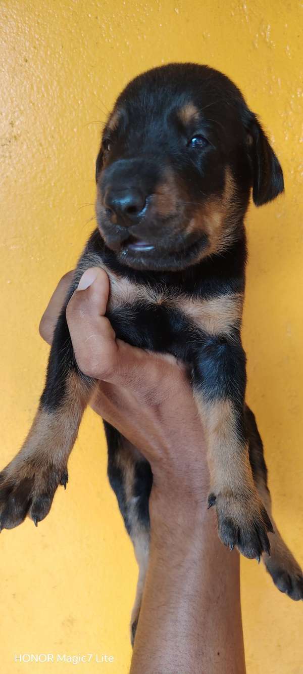 Cachorros Dobermans