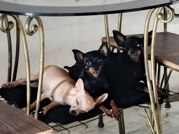 Pincher Chihuahua