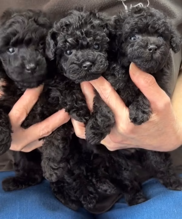 Maltipoo Toy