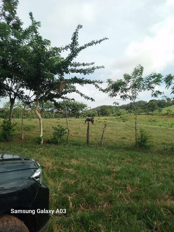 Remate 17 you have cattle in the jets