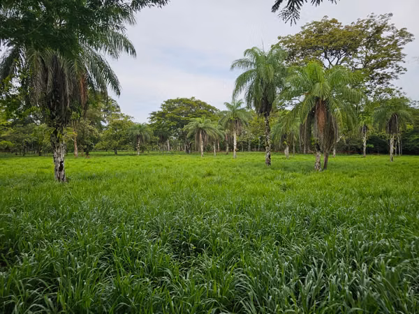 Se vende excelente finca ganadera 470 hectáreas más 450 animales a 9,500.00 por hectárea , san Lorenzo Chiriquí