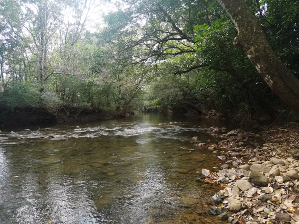 Se vende excelente finca ganadera 470 hectáreas más 450 animales a 9,500.00 por hectárea , san Lorenzo Chiriquí
