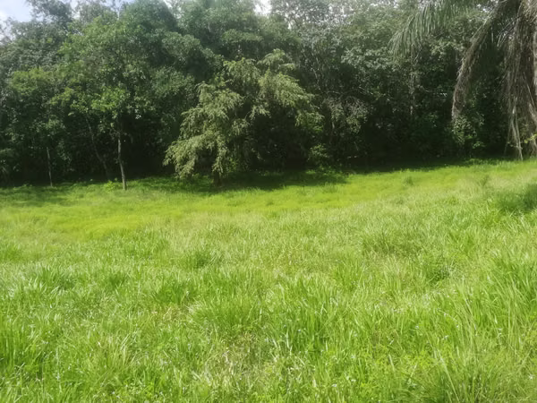 Se vende excelente finca ganadera 470 hectáreas más 450 animales a 9,500.00 por hectárea , san Lorenzo Chiriquí