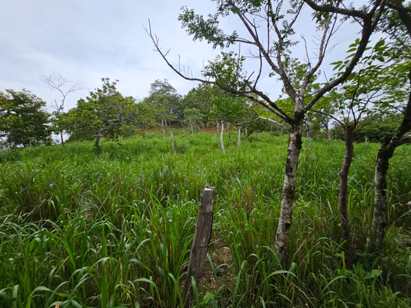 Se vende excelente finca ganadera 470 hectáreas más 450 animales a 9,500.00 por hectárea , san Lorenzo Chiriquí