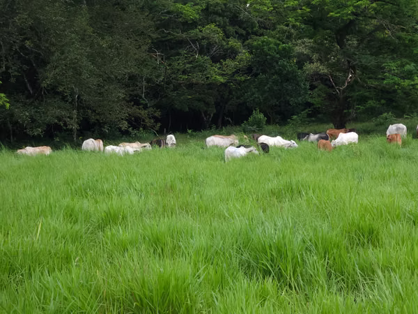 Se vende excelente finca ganadera 470 hectáreas más 450 animales a 9,500.00 por hectárea , san Lorenzo Chiriquí