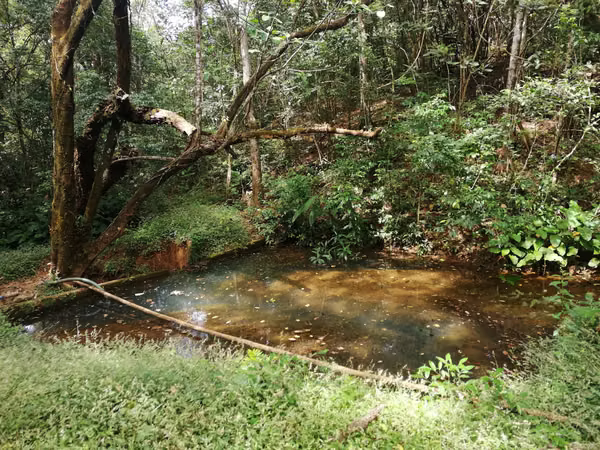 Se vende excelente finca ganadera 470 hectáreas más 450 animales a 9,500.00 por hectárea , san Lorenzo Chiriquí