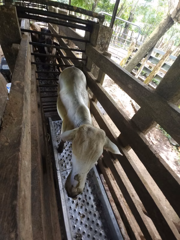 Se vende excelente finca ganadera 470 hectáreas más 450 animales a 9,500.00 por hectárea , san Lorenzo Chiriquí