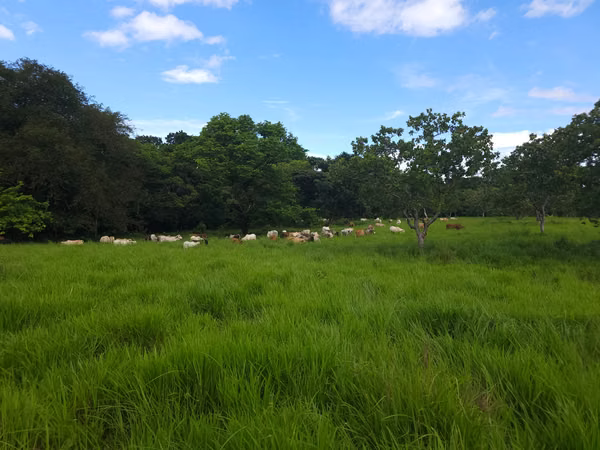 Se vende excelente finca ganadera 470 hectáreas más 450 animales a 9,500.00 por hectárea , san Lorenzo Chiriquí