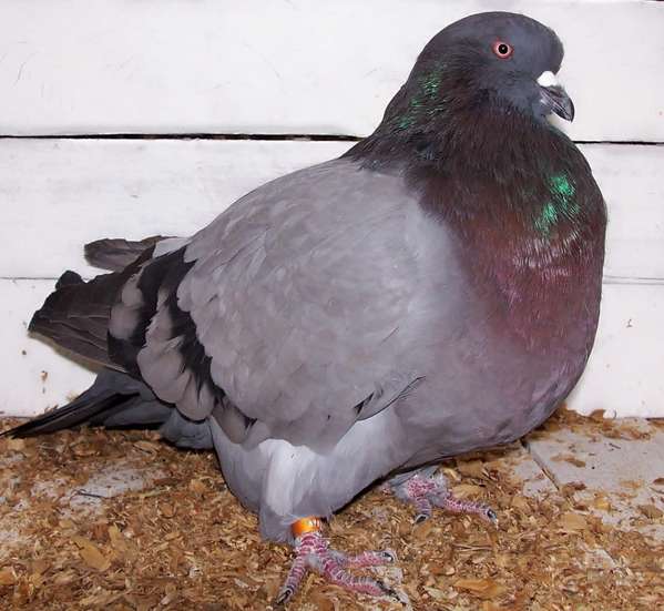 Giant pigeons