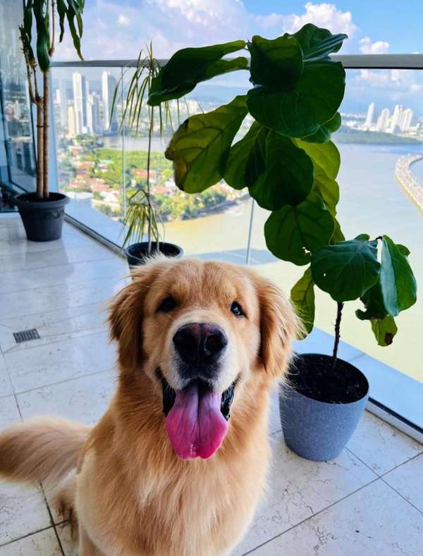 Golden Retriever looking for a girlfriend