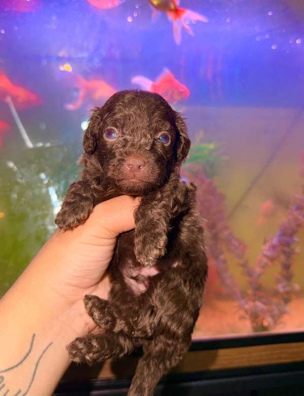Beautiful male french poodle brown and golden mini toy with your card