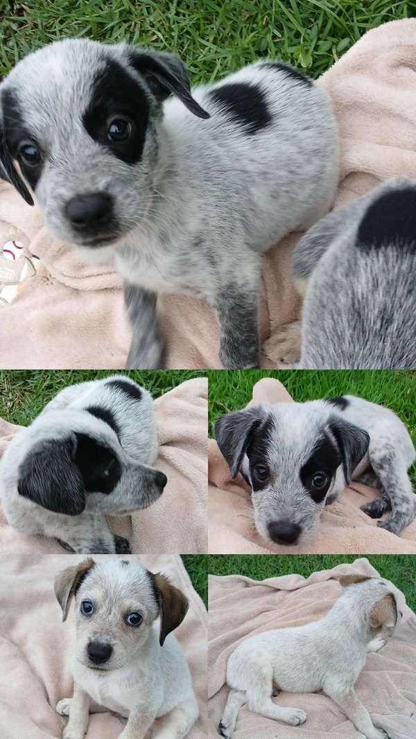 Australian Pastor Cachorros