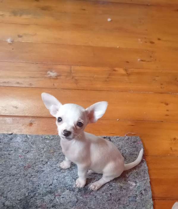Chihuahua