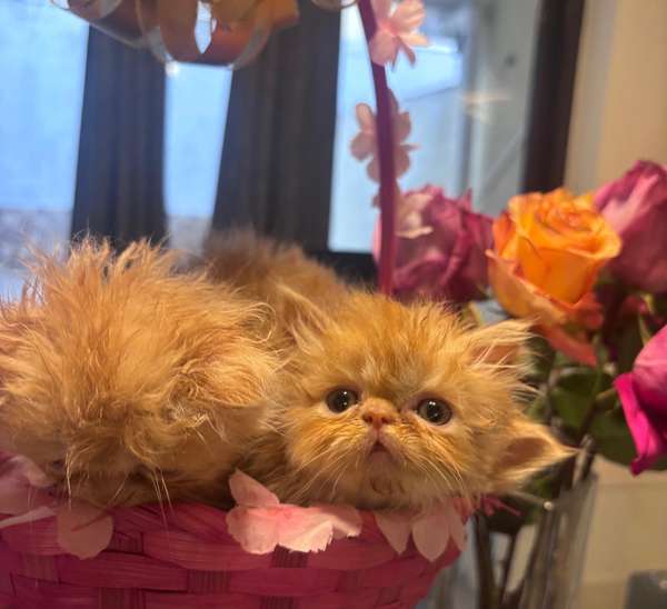 Available Beautiful Gatito Persian Himalayo Extreme!