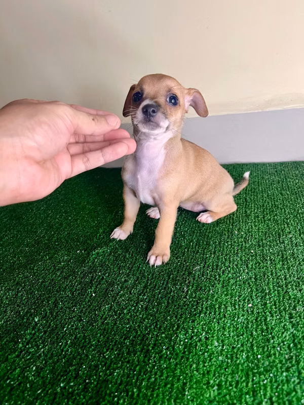 Chihuahua female toys