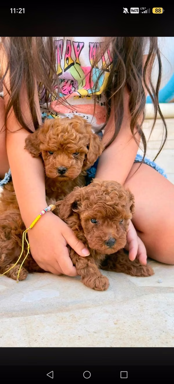 French poodle