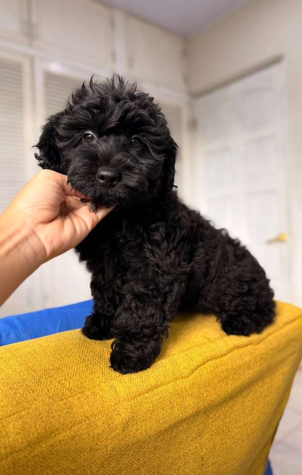 Maltipoo too