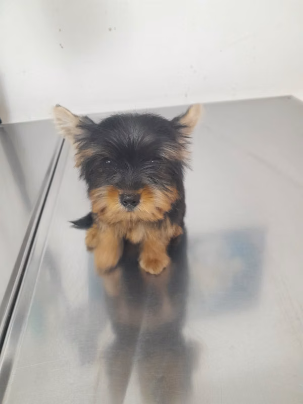 Female Yorkshire for sale