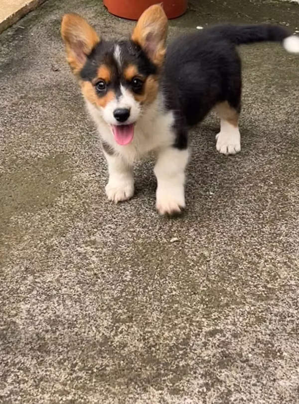 Corgies