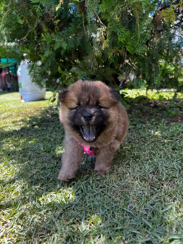 Chow Chow for sale