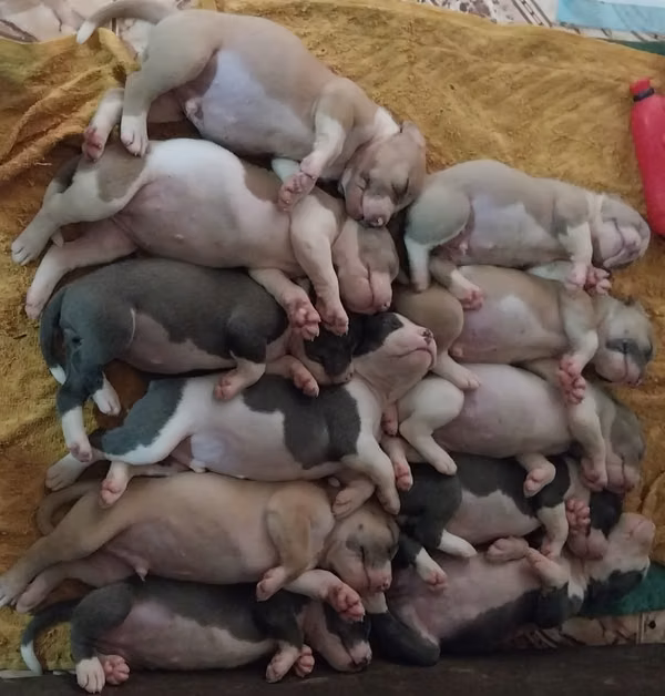 Beautiful one-month Pitbull puppies ready to deliver.