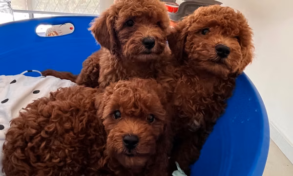 French poodle rojos red 