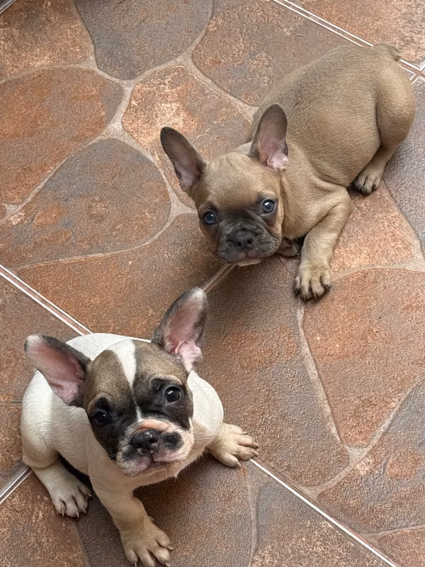 French buldog pigs