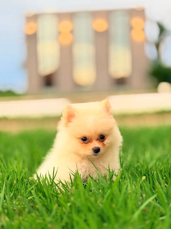 Exotic Pomerania Cachoros