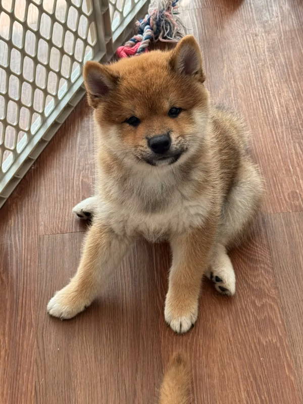 INU MALE SHUBA FOR SALE