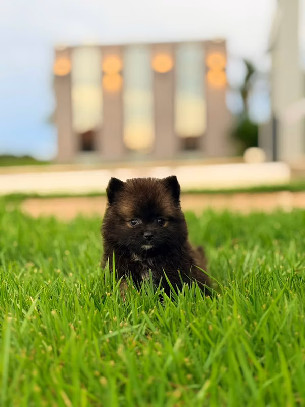 Pomeranian
