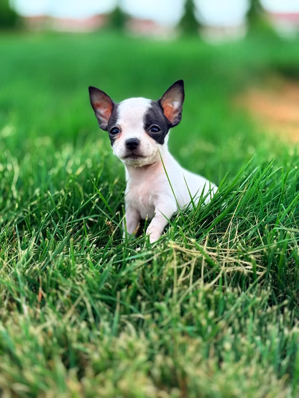Chihuahua Mini Cachoros
