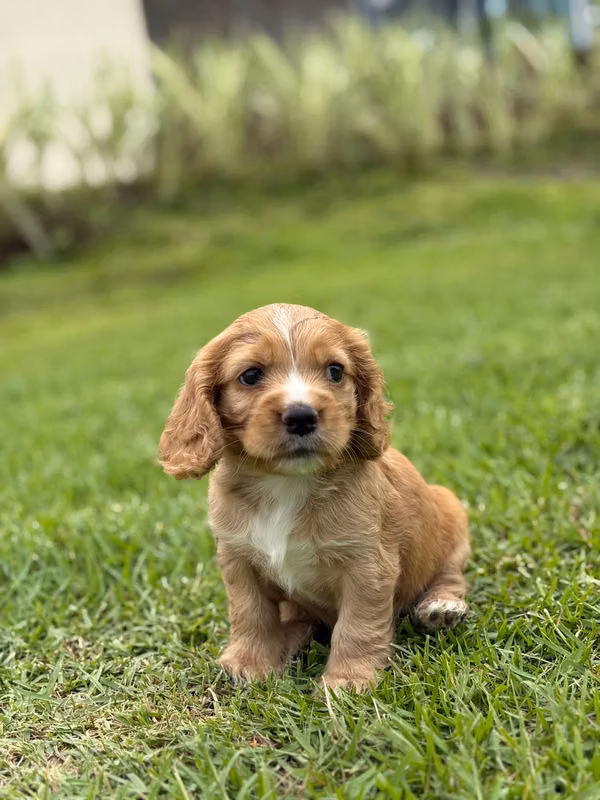 Cachorros cocker, chihuahua, poodle, bulldog French, sausage, Poomerania.