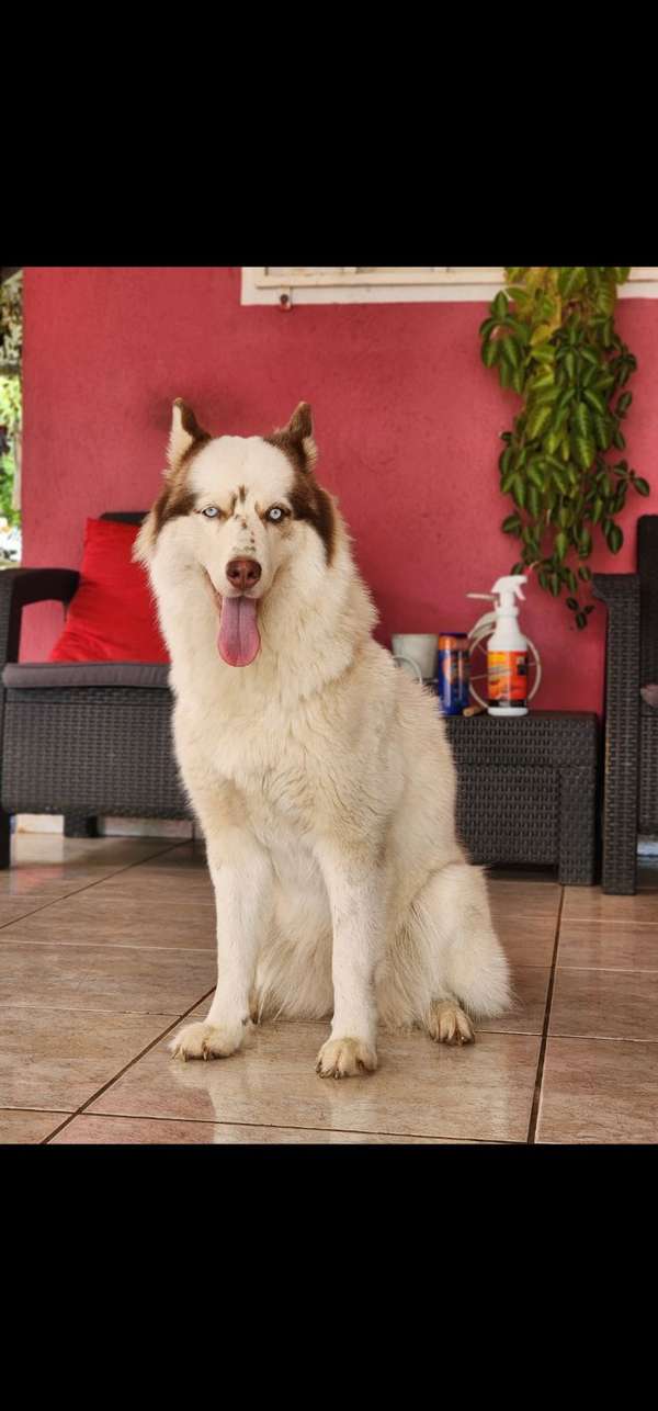 Alaska Malamute