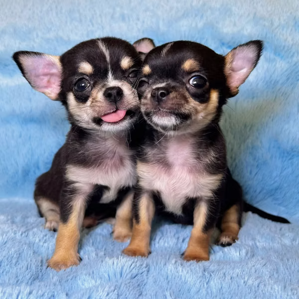 • She must be 18 years old or older. • You must be able to offer a safe, loving and adequate home. • Previous experience is valued