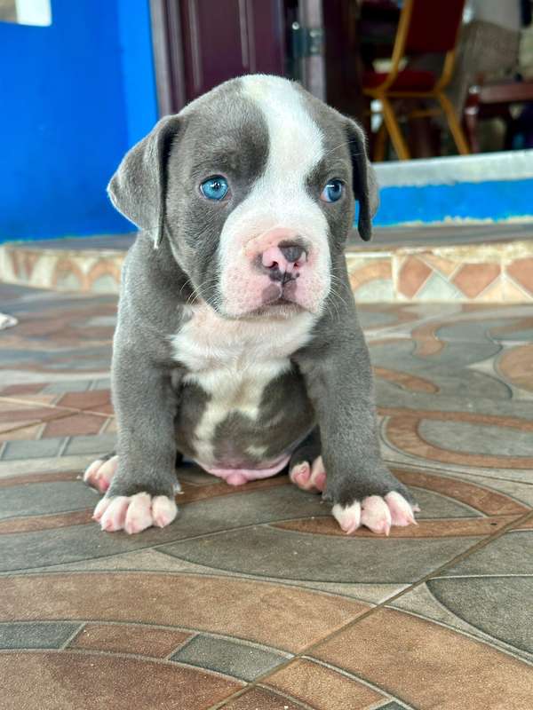 American bully