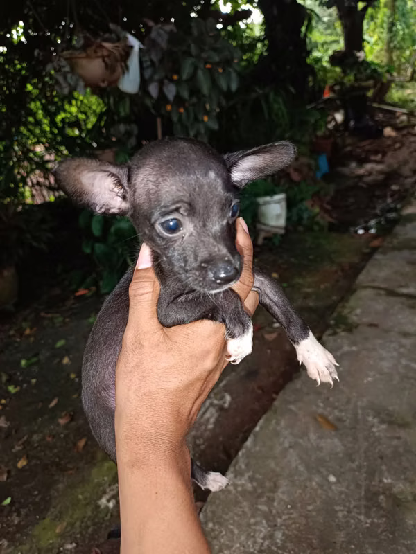 Chihuahua male