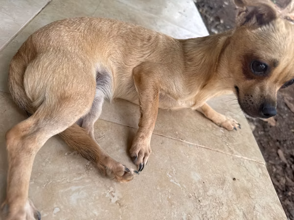 Female Chihuahua 9 months