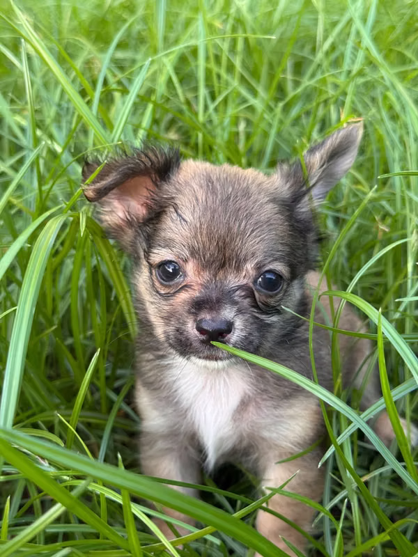 Chihuahua Pelo Largo Mini Toy