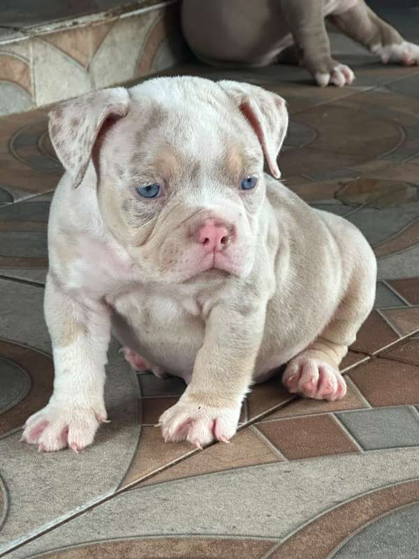 Cachorra merle