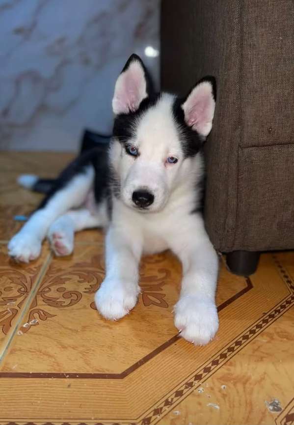 Siberian Husky