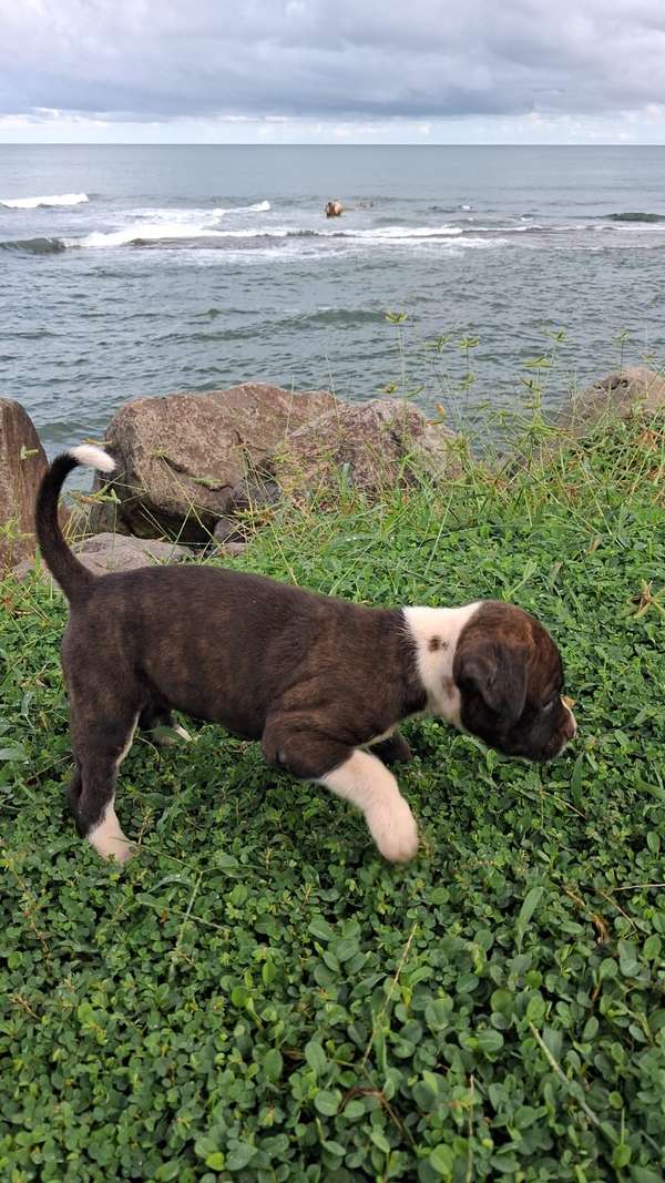 Pitubull American bully with pitbull